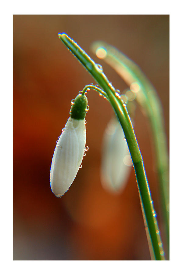 Snowdrop II by Ikabe