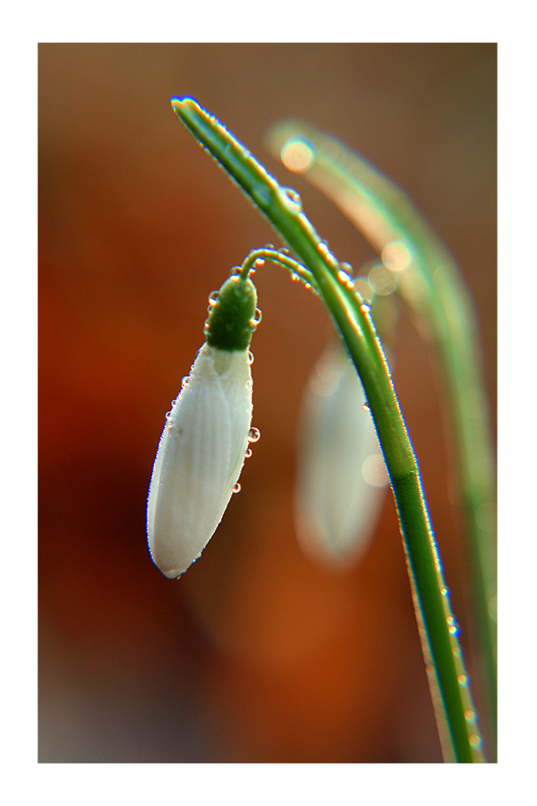 Snowdrop II