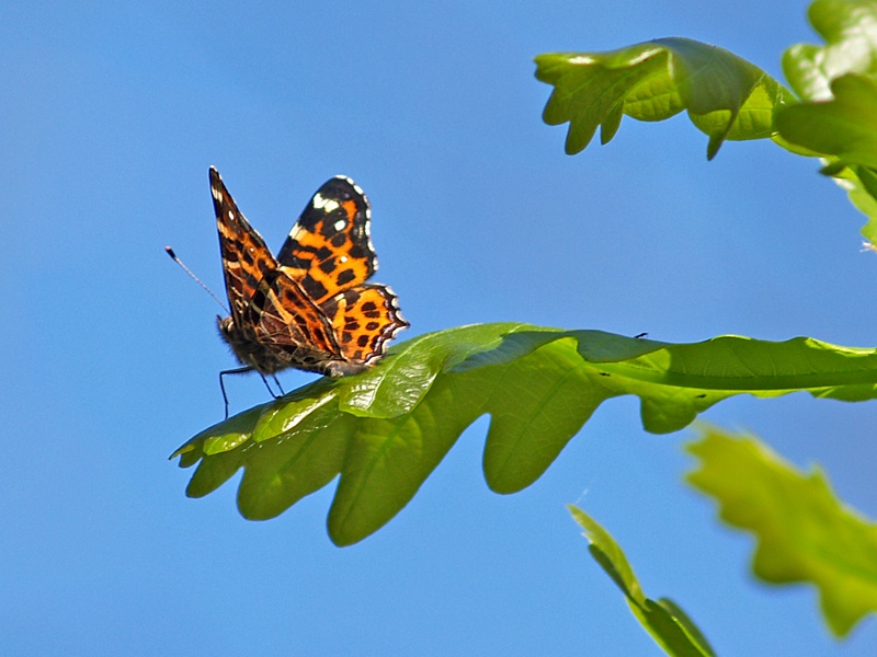 The butterfly-prince I