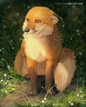 Grumpy Fox