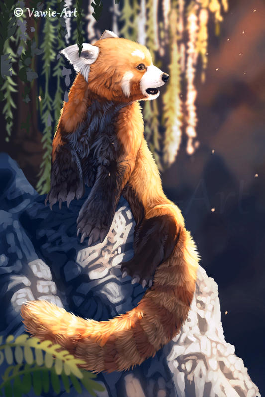 Red Panda 2 by Vawie-Art on DeviantArt