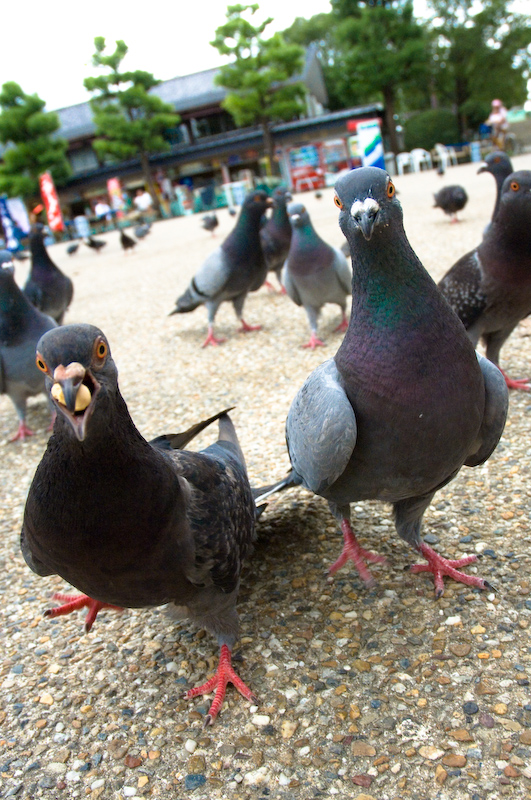 Suprised Pigeons 1