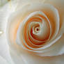 Rose-white