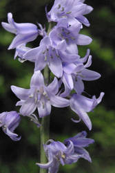 Bluebell