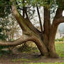 tree trunk 05