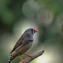 Zebra Finch 01