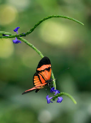 Butterfly Stock 15 by NellyGraceNG Butterfly Stock 15 by NellyGraceNG
