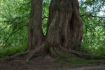tree trunk 06