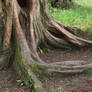 tree trunk 12