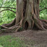 tree trunk 13