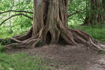 tree trunk 13