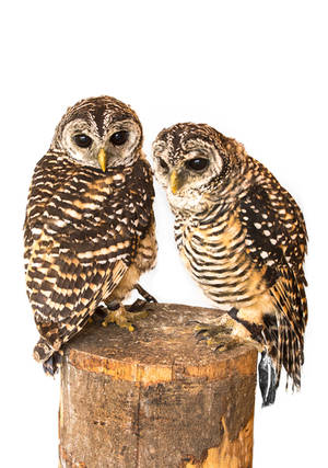 Owl Stock 08 by NellyGraceNG Owl Stock 08 by NellyGraceNG