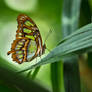 Butterfly Stock 27