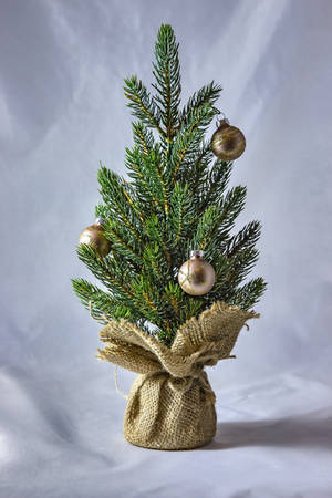 Christmas Tree by NellyGraceNG Christmas Tree by NellyGraceNG