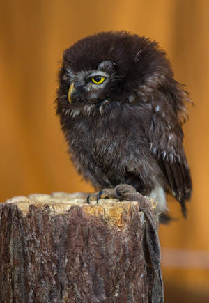 Owl Stock 17 by NellyGraceNG Owl Stock 17 by NellyGraceNG