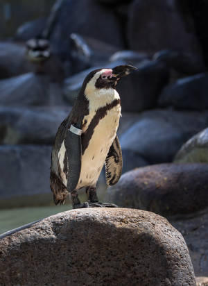Pinguin 02 by NellyGraceNG Pinguin 02 by NellyGraceNG