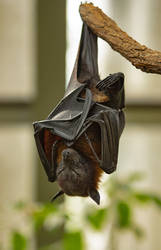 Flying Fox 02 by NellyGraceNG