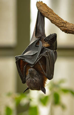 Flying Fox 02 by NellyGraceNG Flying Fox 02 by NellyGraceNG