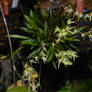 pleurothallis montipelladensis 2