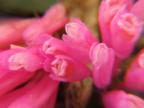 dendrobium limpidum macro shot