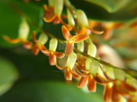 Pleurothallis tubata - Kew Gardens