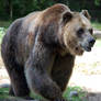 Bear (4)