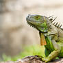 Iguana (6)