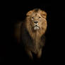Lion (4)