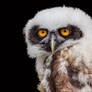 Owl (3)
