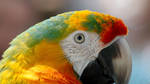 Parrot-closeup by duzulek