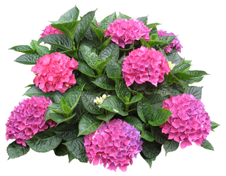 Hydrangea macrophylla 4