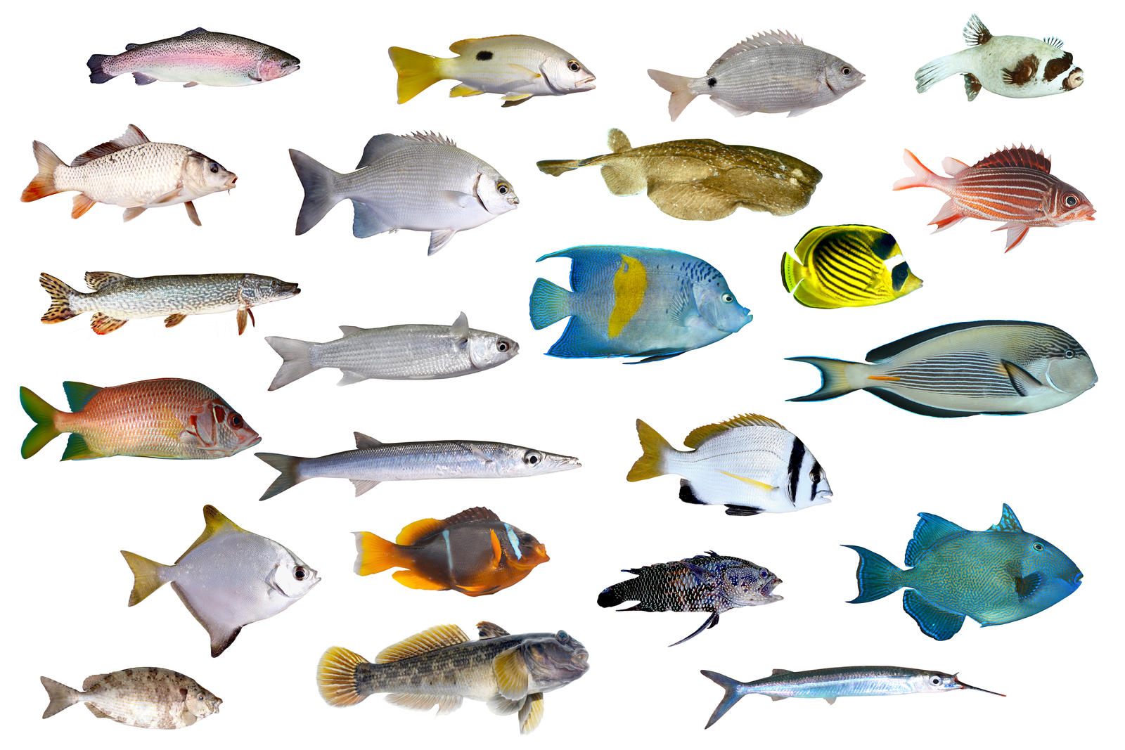 What is Fish Liver Oil Good for? What is Fish Liver Oil Good for?