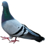 Pigeon  (4)