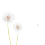 Dandelion 8