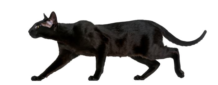 Cats-hi-res-transparent (9)