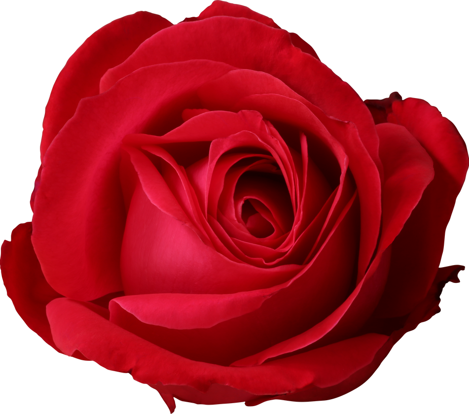 Red Rose Head 13 by duzulek on DeviantArt