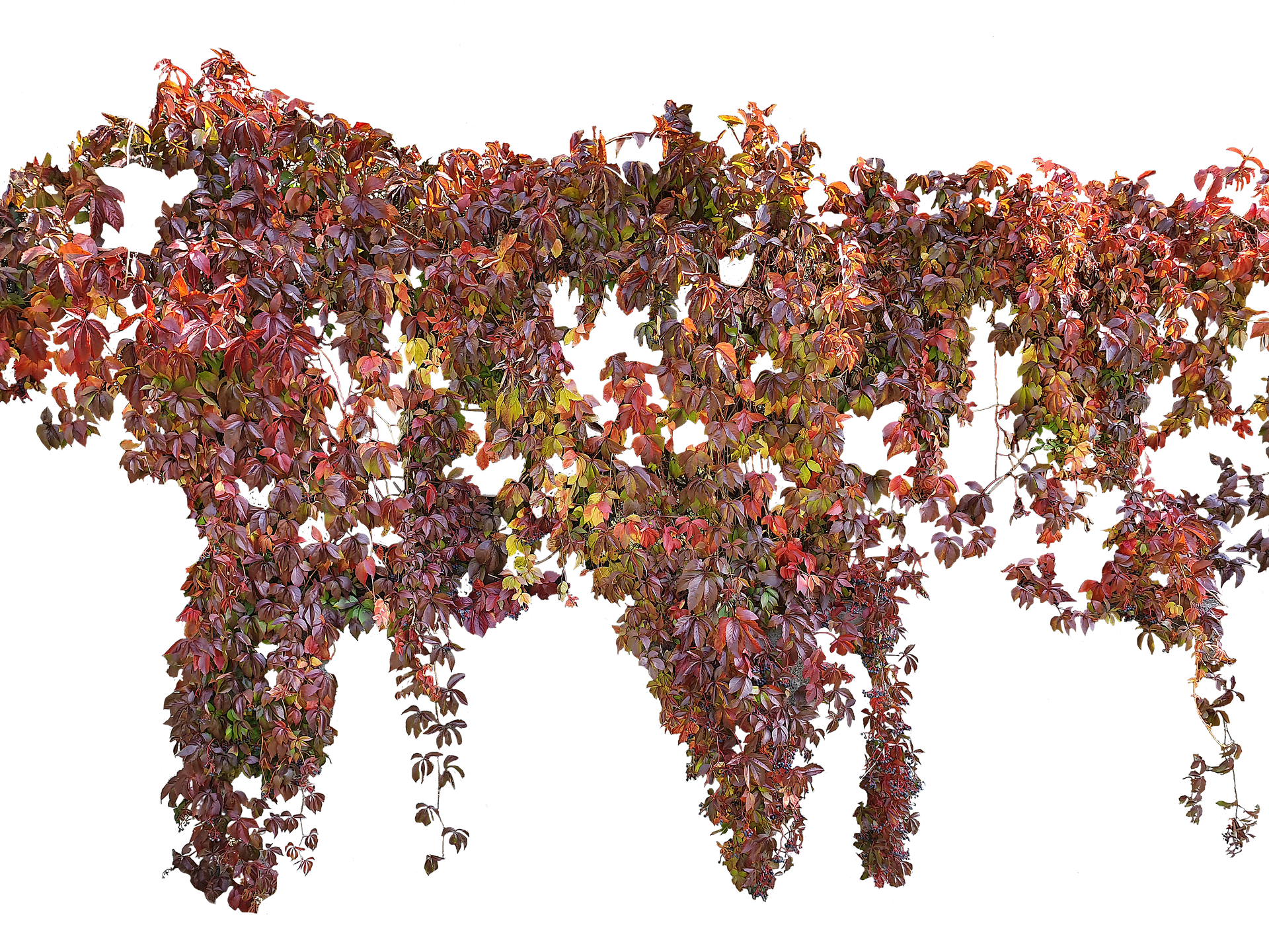 Creeper Png Transparent Bg By Duzulek On Deviantart Creeper Png Transparent Bg By Duzulek On Deviantart
