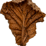 Linden dry leaf 2