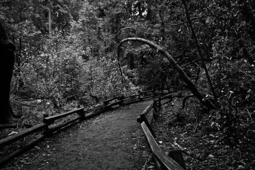 Muir Woods 7