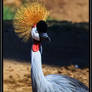 East African Crowned Crane-1