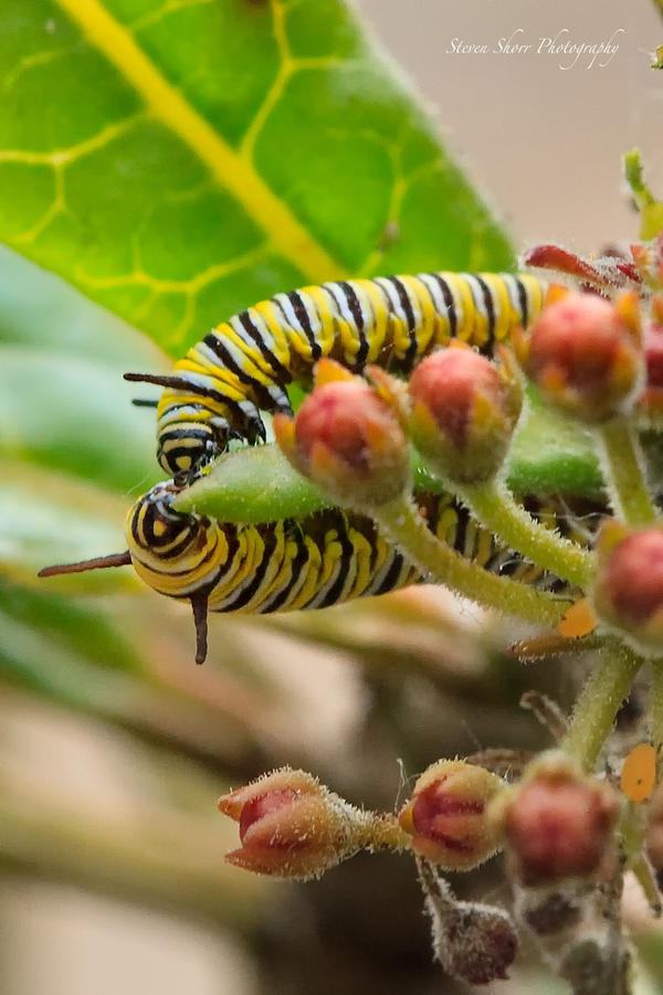 Milkweed Forever