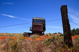 California Poppies 2010-3