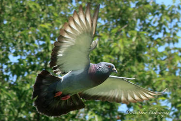 Pigeon in Flight-2