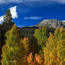 Eastern Sierras Fall Colors