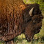 Bison