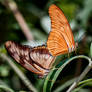 Butterflies Alive A Variegated and Gulf Fritillary