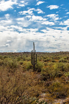 The Lonely Saguaro