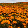 Super Bloom 2019-1