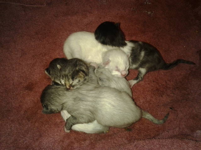 Newborn Kittens :3