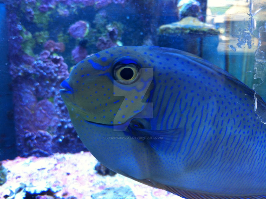 Bluefish by LykenZealot on DeviantArt